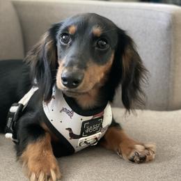 Rocky - Dachshund