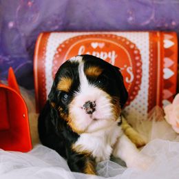 Cavalier King Charles Spaniel Puppies from Hit Parade Cavaliers