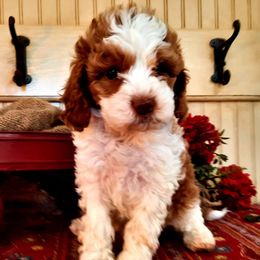 Cavapoos, Goldendoodles, and Poodles from Rosie Doodle Dandies