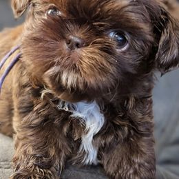 Cooper - Shih Tzu