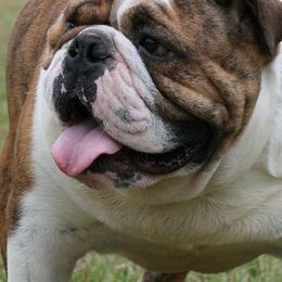 Bulldogs and French Bulldogs from DJs Bulldogs