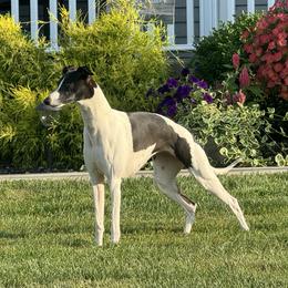 Bella - Whippet