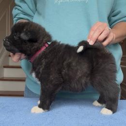 Girl 1 Dark pink collar - Black brindle female Akita puppy in Coopersburg, Pennsylvania from Main Street Akitas