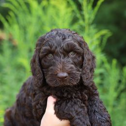 Blue - Chocolate male Australian Labradoodle puppy in Williamstown, New York from Lewis Manor Labradoodles