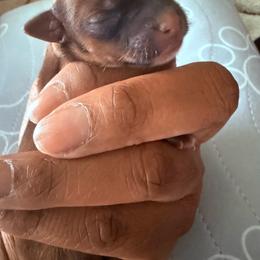 Girl 1 - Black gold and white female Shorkie puppy in Florida from Shorkie Land