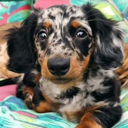 Stinky - Dachshund