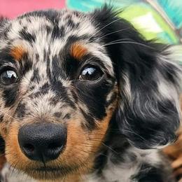 Stinky - Dachshund