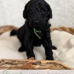 Green Boy - Black male Goldendoodle puppy in Carthage, Tennessee from Willows Doodles