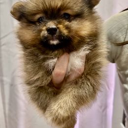 Pomeranian Puppies from Pom Fam