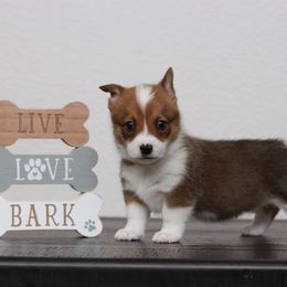 Pembroke Welsh Corgi Puppies from Red River Corgis
