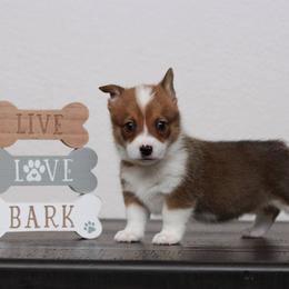 Pembroke Welsh Corgi Puppies from Red River Corgis