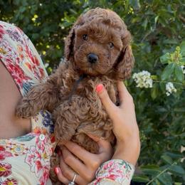 Sunny - Red male Assorted Doodle Crosses puppy in Yuba City, California from Lucky Day Doodles