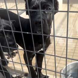 Black Boy 1 - Black male Cane Corso puppy in Lewisville, Denton County, Texas from Trained To Go Corso Kennels (T.T.G. Corso Kennels)
