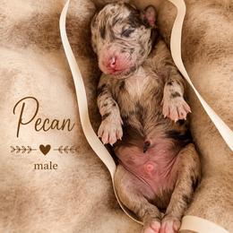 Pecan - Merle male Goldendoodle puppy in Miami, Florida from Jade’s Paws & Co. Of Miami LLC