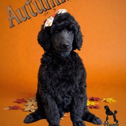 Autumn - Black female Poodle puppy in Nederland, Texas from Lingo Standard Poodles