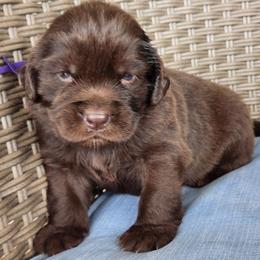 Honor (purple) - Brown female Newfoundland puppy in Bernville, Pennsylvania from Mufasa's Pride (Newfoundland breeder)