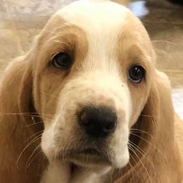 Basset Hounds from Kelly's Basset Hounds