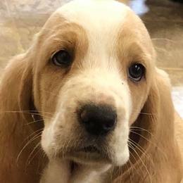 Basset Hounds from Kelly's Basset Hounds