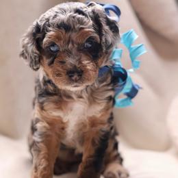 Paisley - Merle female Goldendoodle puppy in Forney, Texas from Diamond Doodle Pups and Poodles