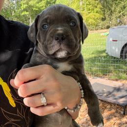 Green collar - Gray female Cane Corso puppy in Opelousas, Louisiana from Azelees Cane Corso
