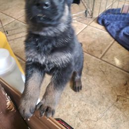 Boy 3 - German Shepherd puppy in Freedom, New York from Hillside Shepards