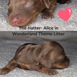 The Hatter- Alice in Wonderland Theme Litter. - Chocolate and tan female Dachshund puppy in Woodland, Washington from SJs Dachshunds