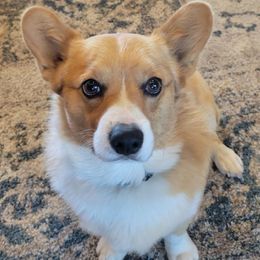 Miniature Australian Shepherds and Pembroke Welsh Corgis from Kandi's Pups