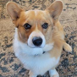 Miniature Australian Shepherds and Pembroke Welsh Corgis from Kandi's Pups