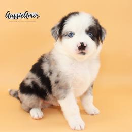 Bi Blue Merle 1 Long tail 2 blue eyes - Blue merle male Miniature Australian Shepherd puppy in Pinehurst, Texas from Aussie Amor