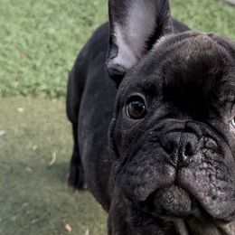 French Bulldogs from Lara Cooke