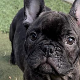 French Bulldogs from Lara Cooke