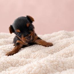 Sir Versoix - Black and tan male Yorkshire Terrier puppy in Queens, New York from The Dior Line
