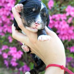 Bayou - Tri-color male Bernedoodle puppy in Folsom, Louisiana from DoodlesFarmCo