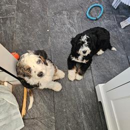 Bernedoodle Puppies from Doting Doodles