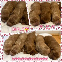 Golden Retriever Puppies from Golden Bunns Retrievers