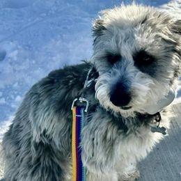 Aussiedoodles, Bordoodles, Corgipoos, and Shihpoos from Sugar Doodles