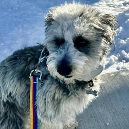 Aussiedoodles, Bordoodles, Corgipoos, and Shihpoos from Sugar Doodles