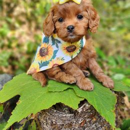 Cavapoo, Maltese, Maltipoo, and Poodle Puppies from Mt.BakerPoodles&Doodles
