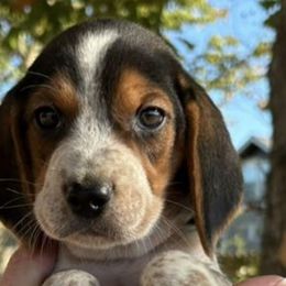 Beagles from Beagles on the Run