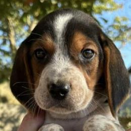 Beagles from Beagles on the Run