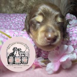 Percy - Chocolate and cream male Dachshund puppy in Mt. Sterling, Kentucky from Decadent Doxies of KY