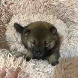 Bella - Sesame female Shiba Inu puppy in Tamarac, Florida from The Queen of Shibas