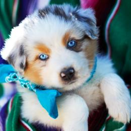 Prince Henry - Blue merle male Australian Shepherd puppy in Paola, Kansas from Tiz Ranch