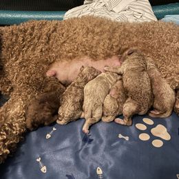 Goldendoodle Puppies from Asias NC miniature golden doodles