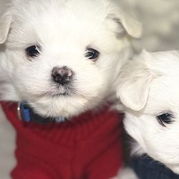 Maltese and Maltipoos from Logan's Perfect Puppies