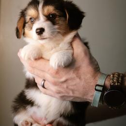 Timothy - Black and tan male Pembroke Welsh Corgi puppy in South Otselic, New York from Ridge Top Corgis
