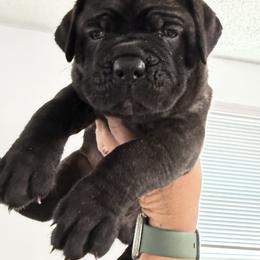 Cane Corso Puppies from CANE CORSO DI DROGHEDA