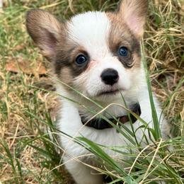 Robin - Sable male Pembroke Welsh Corgi puppy in Millsap, Texas from Punchy Pembroke Ranch
