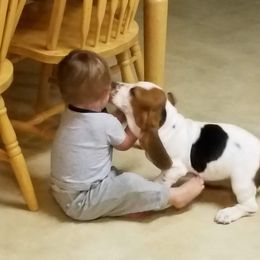 Basset Hound Puppies from Hancock House of Basset Hounds