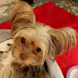 Autumn - Yorkshire Terrier